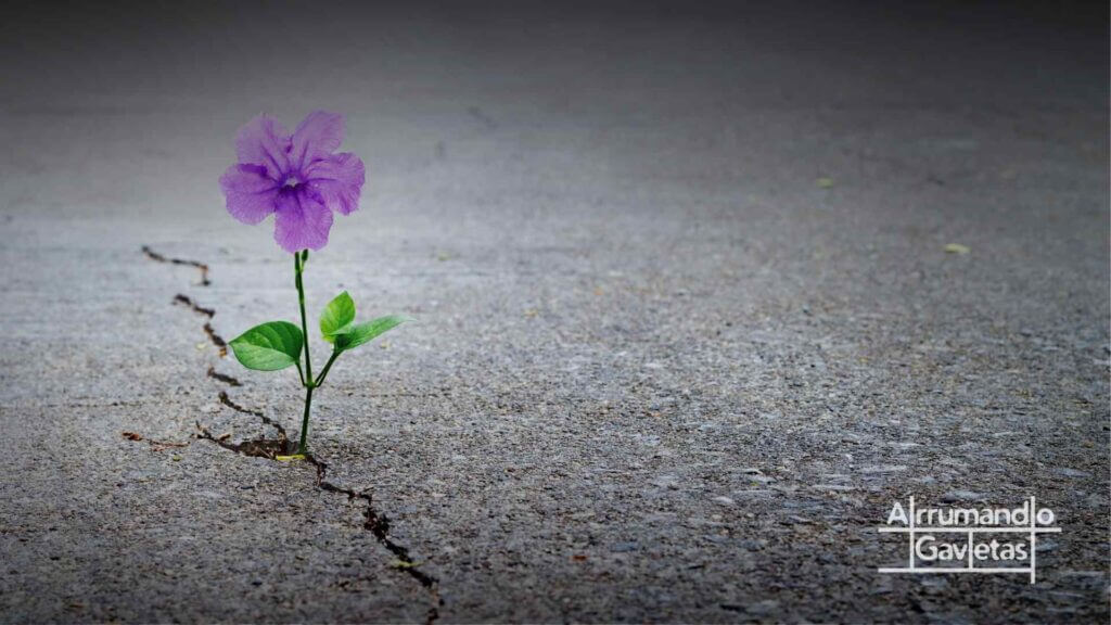 Resiliência flor nascendo no asfalto.